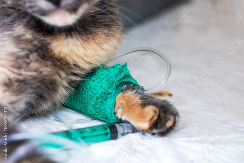 Little kitten is making fast and smooth recovery through appropriate medical attention