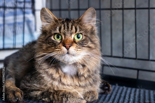 Longhaired brown feline with alert green eyes anticipates veterinary checkup and treatment