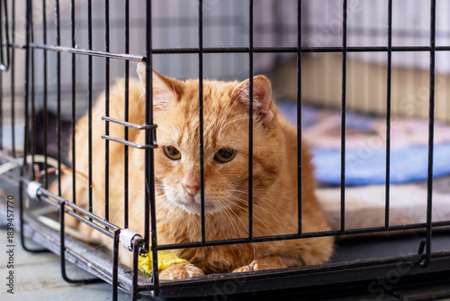 Calm ginger feline in shelter enclosure, Silent ginger cat awaits new home quietly in shelter