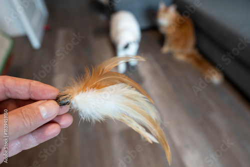 Feather Cat Toy with Two Cats in the Background