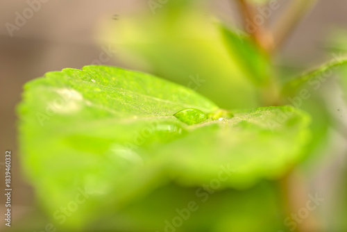 Water drop on fresh green leaves