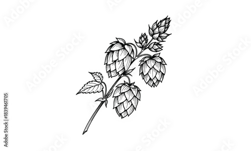 Black and white illustration of a hop plant branch with cones and leaves leaf
