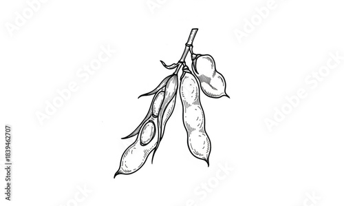 Black and White Ink Drawing of Soybean Pods on a Stem agriculture