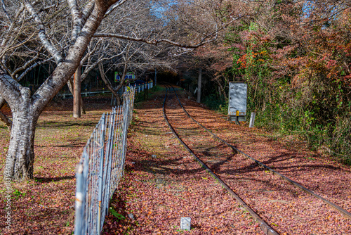 三河広瀬駅 紅葉の絨毯