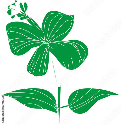 Green clover flower and leaves