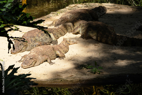 A group of alligators on a small island shaded by surrounding vegetation