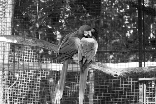 Black and white image of a pair of parrots intertwining