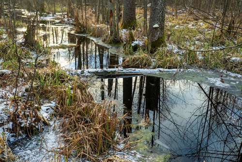 Obraz na plátne A river in the Biaowieza Forest, Poland
