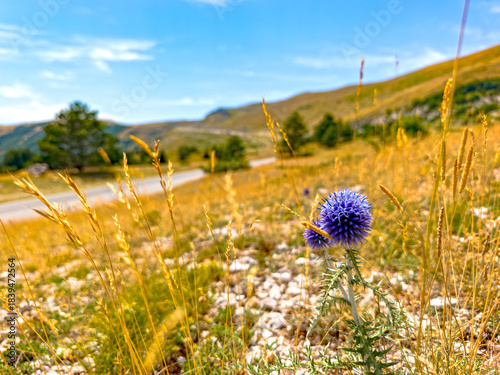 Globe Thistle on Mountain Road near Forca di Presta