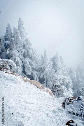 Snow Covered Atlas Cedar trees in Chelia National Park Algeria