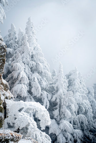 Snow Covered Atlas Cedar trees in Chelia National Park Algeria