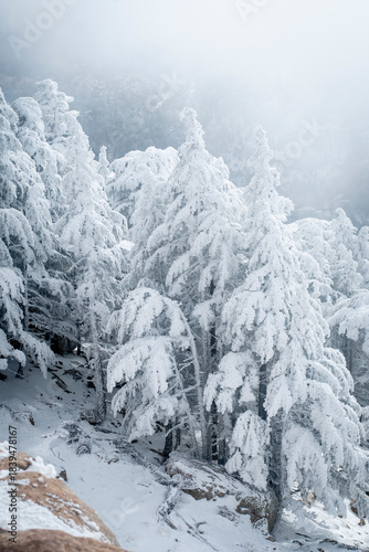 Snow Covered Atlas Cedar trees in Chelia National Park Algeria