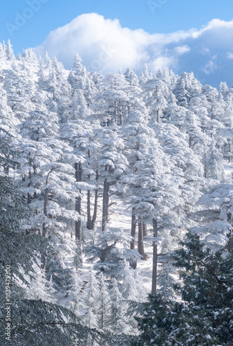 Snow Covered Atlas Cedar trees in Chelia National Park Algeria