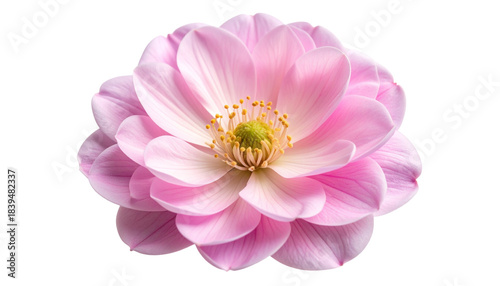 Soft Pink Blossom with Real Petal Texture – Transparent Background