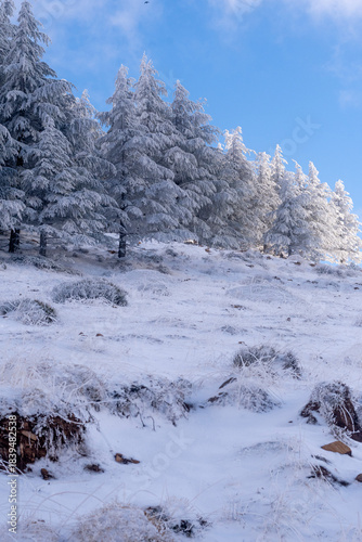 Snow Covered Atlas Cedar trees in Chelia National Park Algeria