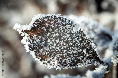 Plakat Cold Winter