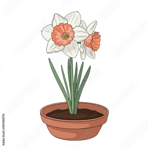 Potted Daffodils, Spring Flower Illustration, Narcissus Plant in Terracotta Pot, Blooming Seasonal Botany Art