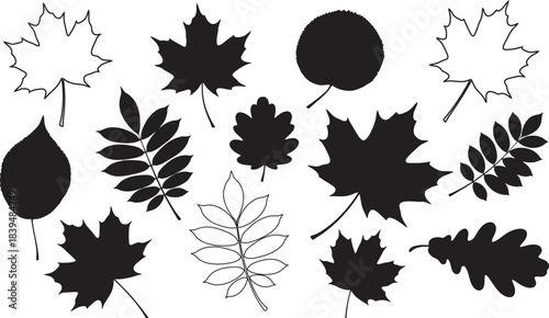 Silhouettes of various autumn leaves against a plain white background nature illustration