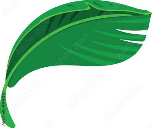 Green leaf of a banana tree isolated on white background	