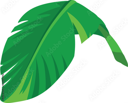 Green leaf of a banana tree isolated on white background	