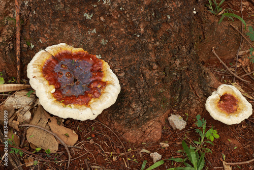 Giants Bracket Mushrooms growing on the side of a tree 