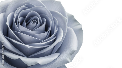 Soft blue rose flower petals close up on transparent background PNG image file