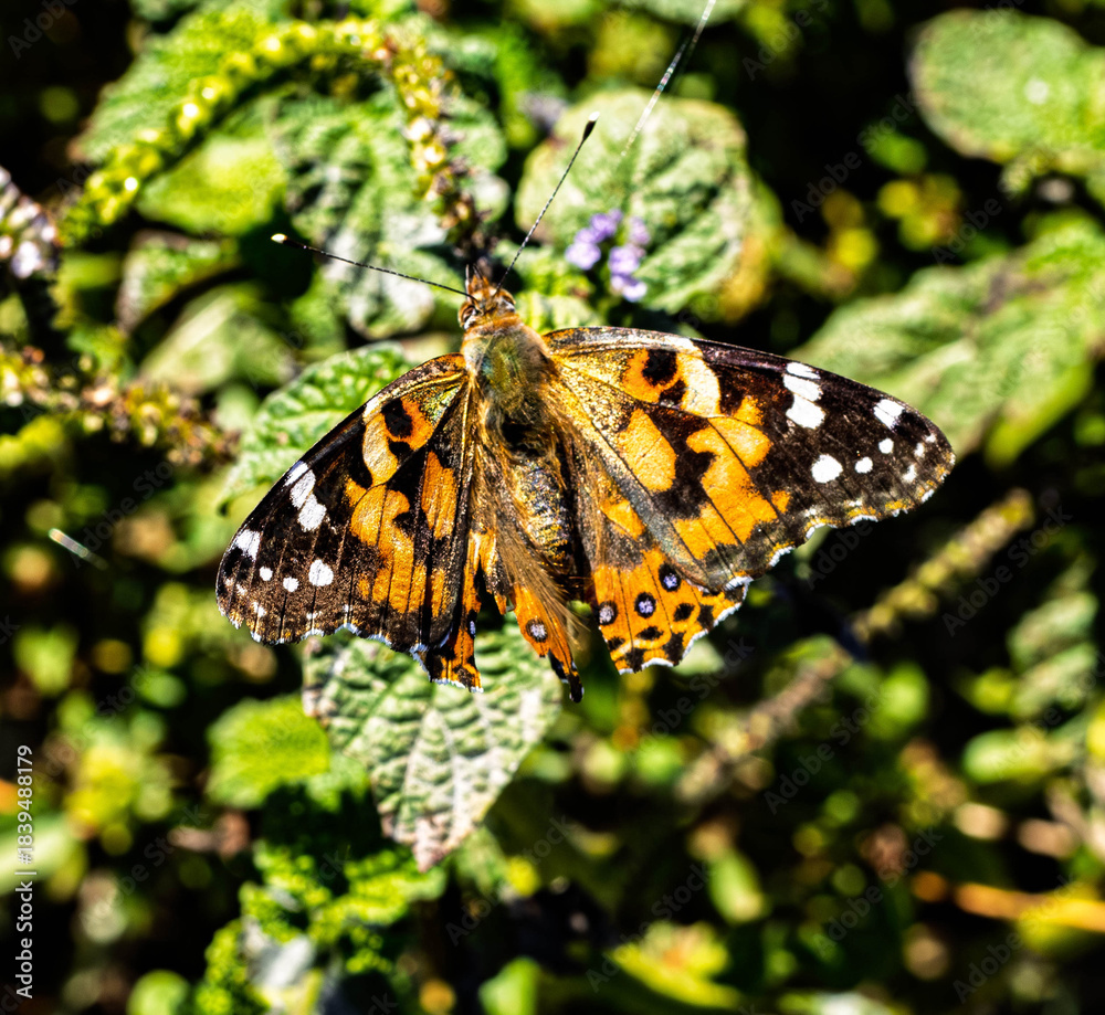 Obraz premium Multi-Colored moth eating nectar