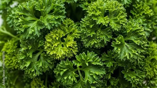 Fresh Curly Parsley Close-Up - Vibrant Green Herb for Culinary Delights.