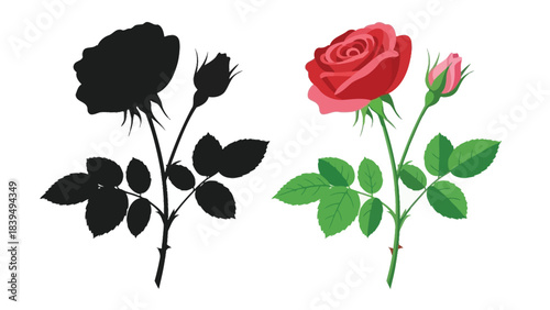 A vibrant red rose alongside its dark silhouette beautifully displayed