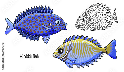 Rabbitfish