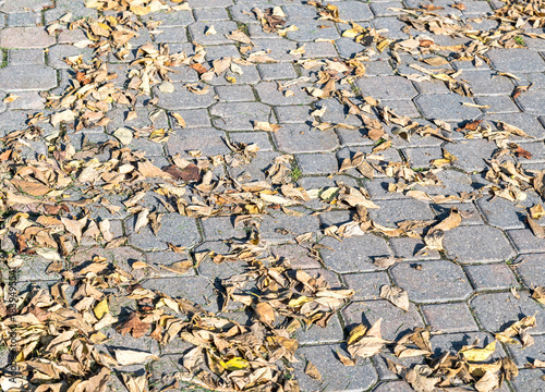 Fallen leaves on a brick walkway in Winnipeg, Manitoba, Canada on a sunny fall day
