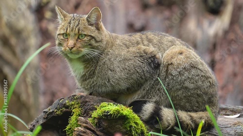 Katze sitzt wachsam auf einem moosigen Baumstamm in einer natürlichen Umgebung, Europäische Wildkatze (Felis silvestris), Sommer, Deutschland, Europa