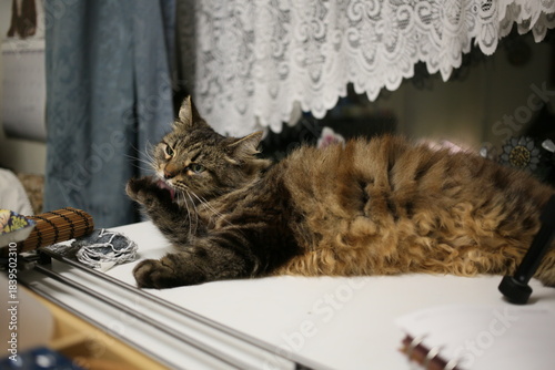 Bild auf Leinwand Fluffy cat grooming itself on a table with lace curtains