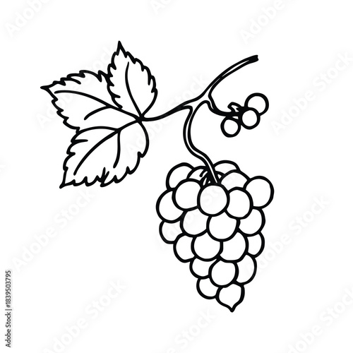 A vector illustration of a bunch of fresh, ripe grapes on a vine with leaves, perfect for food and wine design projects or harvest themes