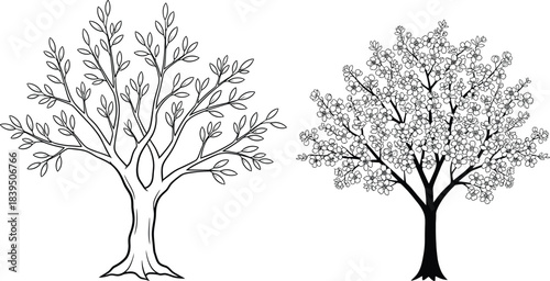 Two detailed black and white line art drawings of deciduous trees with intricate branching patterns isolated on transparent background