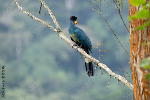 Great Blue Turaco, also known as the lipstick bird, perched in a tree in Uganda