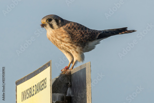 American Kestrel eating its kill. Sunnyvale Baylands, Santa Clara County, California.