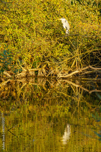 Grey Heron (Ardea cinerea) near the lake in Schwerin