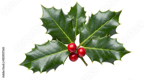 A sprig of holly with red berries and green leaves isolated on transparent background for christmas