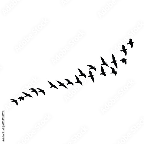 Silhouettes of a flock of birds flying in an upward curved path