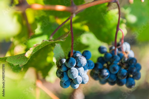 Close-up of a cluster of ripe blue grapes hanging on a vine surrounded by lush green leaves. The sunlight highlights their natural texture, symbolizing harvest and vineyard beauty.