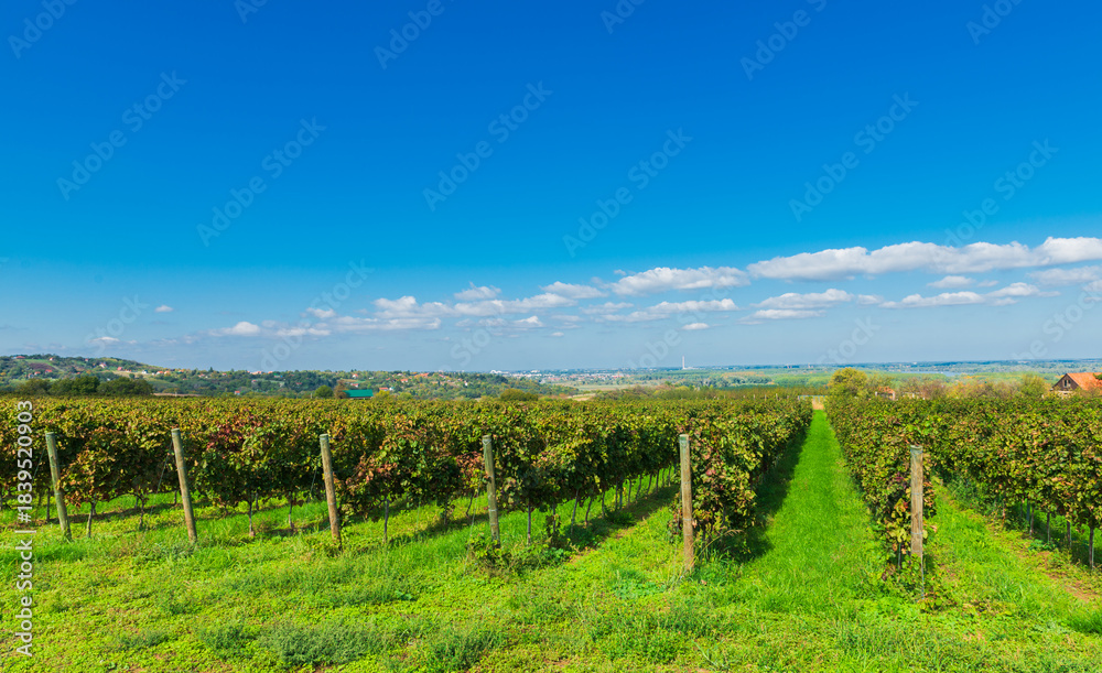 Obraz premium Scenic vineyard in Sremski Karlovci, Serbia, with rows of grapevines stretching toward rolling hills and scattered houses under a bright blue sky.