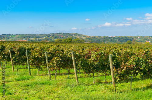  Neatly aligned vineyard rows in Sremski Karlovci, Serbia, stretching toward a scenic horizon with forests and distant towns under a bright blue sky.