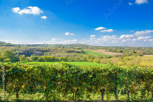  Lush vineyard rows in Sremski Karlovci, Serbia, under a bright blue sky with scattered clouds, offering a panoramic view of the scenic countryside.