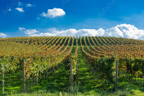  Lush vineyard rows in Sremski Karlovci, Serbia, under a bright blue sky with scattered clouds, offering a panoramic view of the scenic countryside.