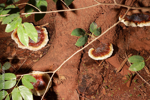 Giant Bracket Mushrooms growing on the side of a tree 