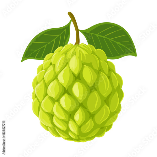 Modern flat 2D vector illustration of a Custard Apple, minimal design style on a white background.