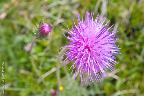 The alpine thistle or mountain thistle, Carduus defloratus, is a plant native to the mountains of Europe.