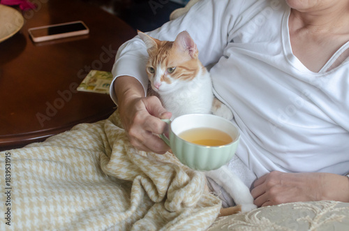 An adorable yellow-and-white cat resting peacefully on its owner’s lap, while she is drinking tea
