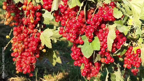 Close-up view of vibrant red currants hanging from lush green leaves, showcasing the natural beauty of the harvest, organic farm concept
